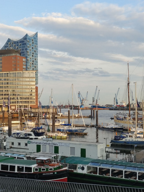 Gentoo im City-Sporthafen